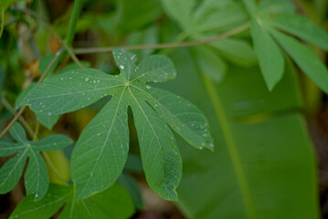 raindrops on cassava leaves