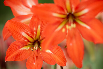 Close-up of amaryllis stamens and petals.