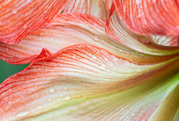 The texture of amaryllis petals like an abstract painting. - obrazy, fototapety, plakaty
