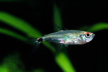 アロワナテトラ　アクアリウム