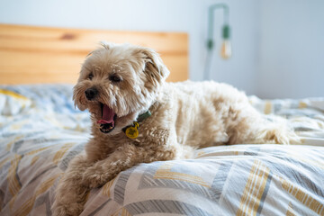 Little white dog yawning on top of bed