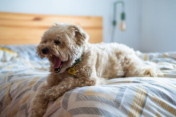 Little white dog yawning on top of bed