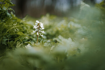 flowers in the spring forest