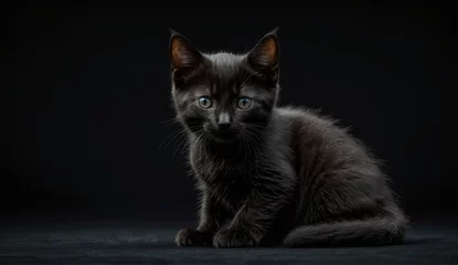 Foto op Plexiglas Black kitten on dark background © Jayk