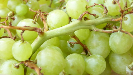 bunch of green Seedless Grapes