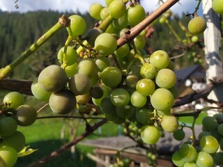A bunch of green grapes growing high in the Carpathian mountains