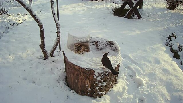 Bird food on old trunk and bird Common blackbird, Turdus merula looking for food in snow-covered garden on frosty evening. Topics: feeding birds, winter, natural environment, climate, ornithology