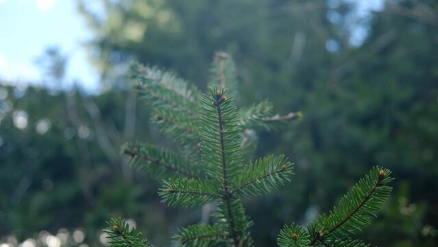 Close up of beautiful spruce tree on blue sky background. Afforestation and forest concept. Fresh young green spruce branches at warm spring day