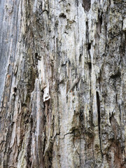 Weathered old wood. Texture of aged rotten wood. Vintage wood background