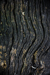 Wood texture old grunge background