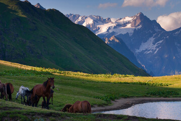 beautiful horses stand over a mountain lake in the background of mountains