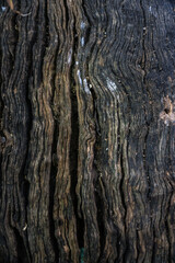 Wood texture old grunge background
