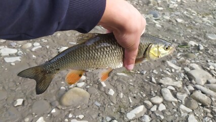 Chub fish caught on a fishing rod in a mountain river