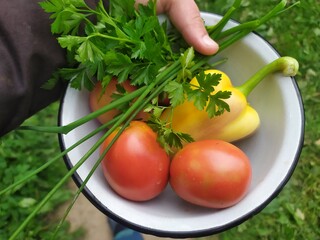 Ecological composition of tomatoes, sweet pepper, onion feathers and parsley, in a plate