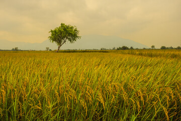 Rice field. Ripe rice field and sky landscape on the farm
