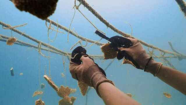 Marine biologist cleaning coral nursery in the Atlantic Ocean
