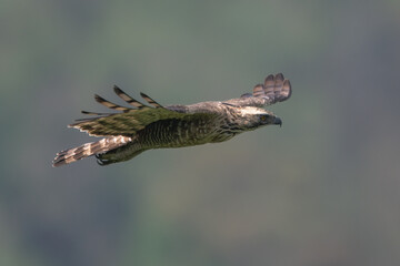 Mountain Hawk Eagle, A large hawk is flying and hunting