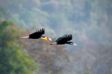 A pair of Wreathed Hornbill  are flying in the sky in the national park. - 775837827