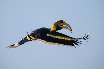 Great Hornbill, A large bird is flying in the sky - 775837859
