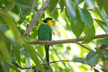 Long-tailed Broadbill bird, A beautiful long-tailed green and yellow - 775837860