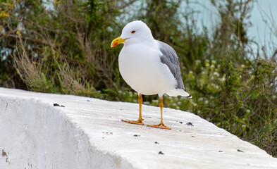 Carvoeiro, Portugal, Algarve, February 2024
