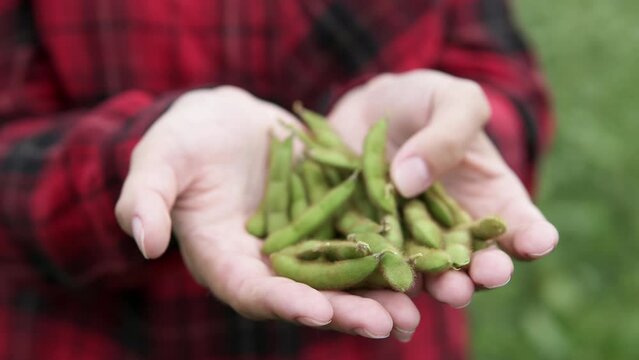 A woman farmer holds young green soybeans in her hand on an agricultural field. Agricultural industry concept.
