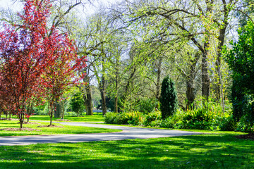 Scenic pathway flanked by lush greenery and trees in a park