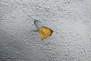 Leaf Resting on Wall - 775848249