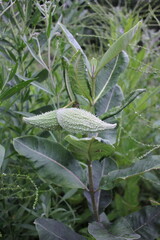 Wild milkweed growing in the overgrown summer meadow.