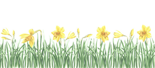 Yellow daffodils in grass nature landscape, seamless border. Spring flowers, horizontal banner. Hand drawn watercolor illustration garden plants. Template for invitations, wallpaper, covers, textile.