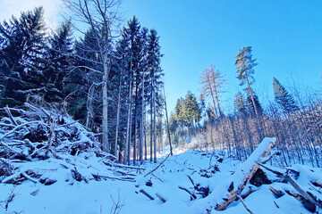 Snow Covered Forest Filled With Trees - 775851274
