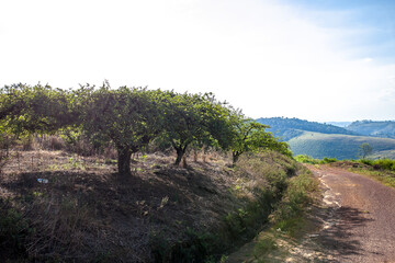 Arvore Verde na Estrada de Barro