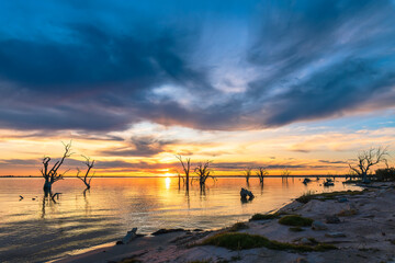 Bonney Lake shoreline with dead tree stumps in water at sunset, Barmera, South Australia