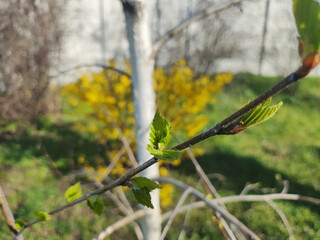 birch in spring. first birch leaves. first spring leaves on the branches.