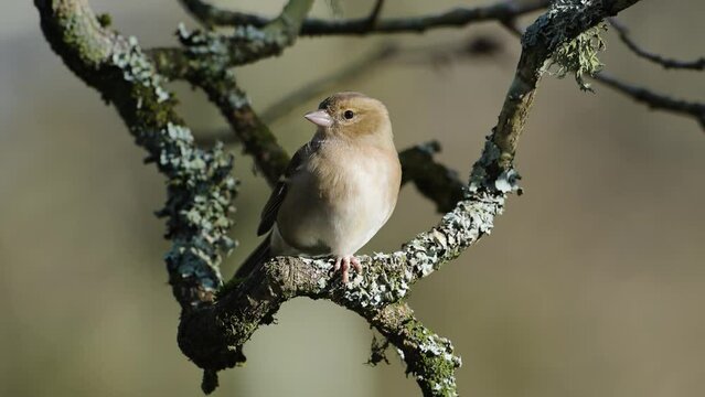Female of Chaffinch, Fringilla coelebs, bird in forest at winter sun
