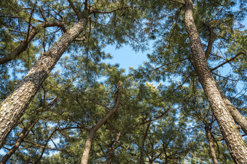  Pine trees in the forest and sky
