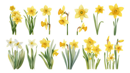 Watercolor style daffodil picture materials © Anthony