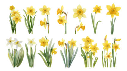 Watercolor style daffodil picture materials