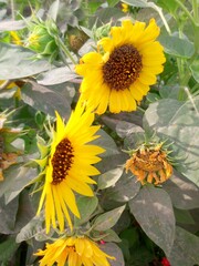 sunflower in the garden