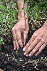 Gardener planting a young tree in the soil. Closeup hand of the gardener. - 775861848