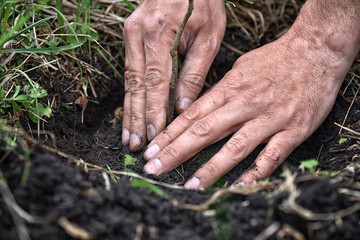Gardener planting a young tree in the soil. Closeup hand of the gardener. - 775861860