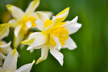 Spring yellow Daffodils in the garden. Fresh Narcissus flowers. Floral background