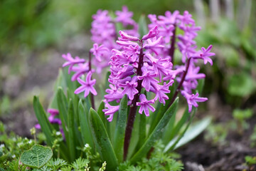 Pink Hyacinthus in a garden. Traditional spring flower - 775861899