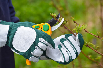 Spring pruning the bush. Hands of gardener in gloves with secateur - 775862022