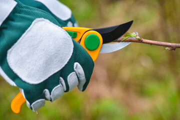 Spring pruning the bush. Hands of gardener in gloves with secateur - obrazy, fototapety, plakaty
