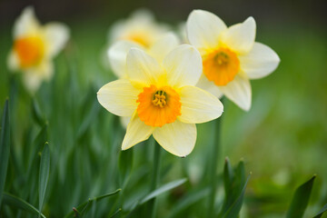Spring yellow Daffodils in the garden. Fresh Narcissus flowers. Floral background - 775862035