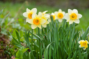 Spring yellow Daffodils in the garden. Fresh Narcissus flowers. Floral background - 775862057