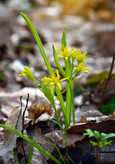 Yellow star of Bethlehem (Gagea lutea) in the spring forest