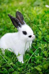 Baby white rabbit with black ears in grass - 775862400