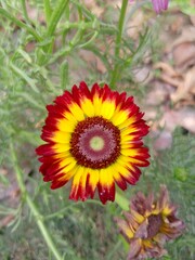 yellow sunflower in the garden